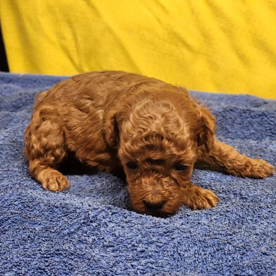 chiot Caniche fauve rouge B Élevage du Royaume des P'tits Loups  