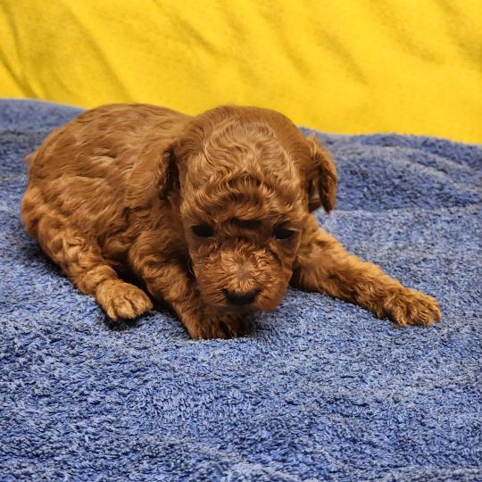 chiot Caniche fauve rouge B Élevage du Royaume des P'tits Loups  