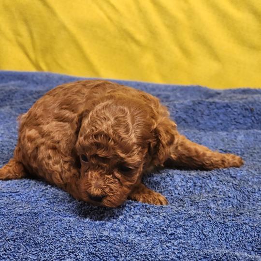 chiot Caniche fauve rouge B Élevage du Royaume des P'tits Loups  