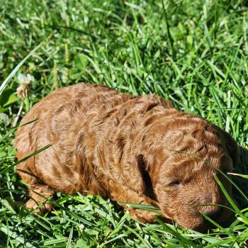 Bip Ancoride Mâle Caniche
