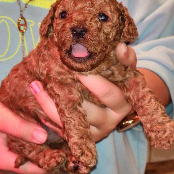 Bip Ancoride Mâle Caniche
