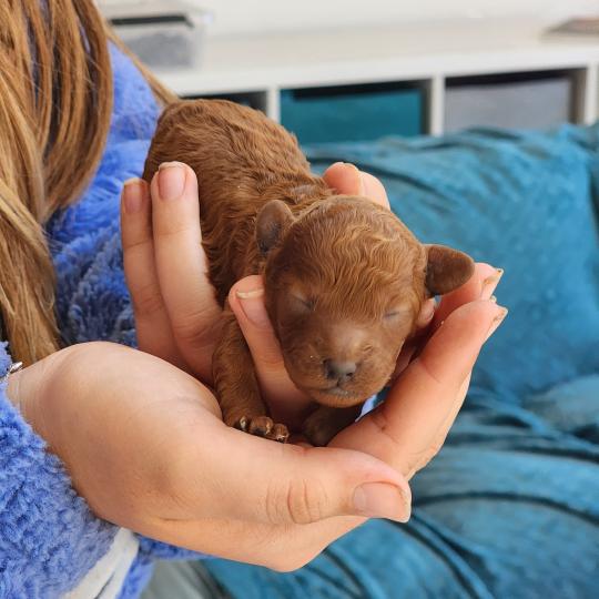 chiot Caniche fauve rouge Biscotte Élevage du Royaume des P'tits Loups  
