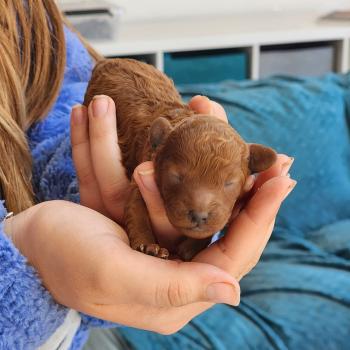 Biscotte Femelle Caniche