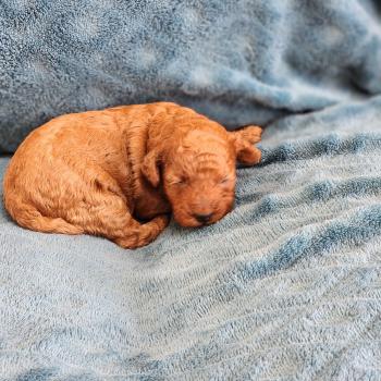 Biscotte Femelle Caniche