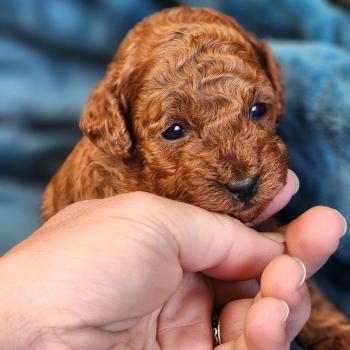 Biscotte ( réserver Gabriela) Femelle Caniche