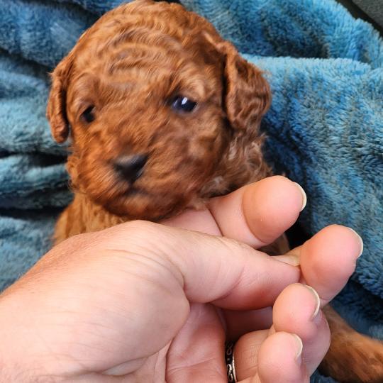 chiot Caniche fauve rouge Biscotte Élevage du Royaume des P'tits Loups  