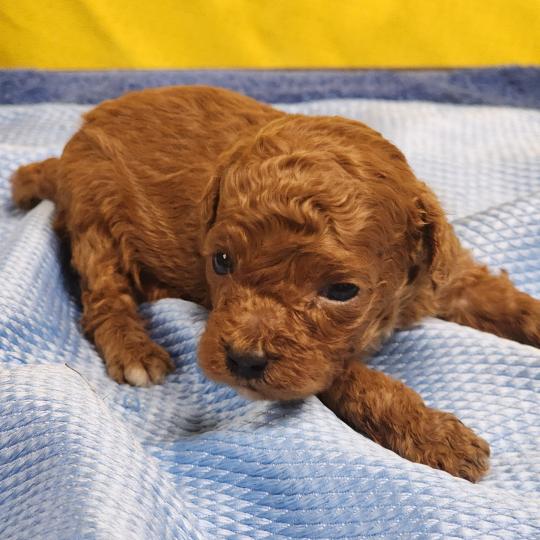chiot Caniche fauve rouge B Élevage du Royaume des P'tits Loups  