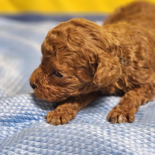 chiot Caniche fauve rouge B Élevage du Royaume des P'tits Loups  