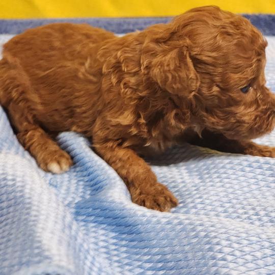 chiot Caniche fauve rouge B Élevage du Royaume des P'tits Loups  