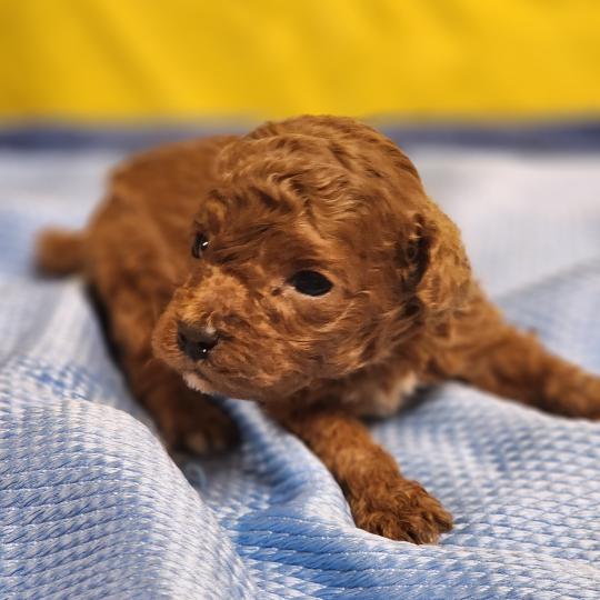 chiot Caniche fauve rouge B Élevage du Royaume des P'tits Loups  