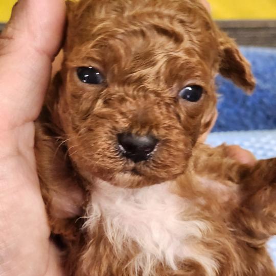 chiot Caniche fauve rouge B Élevage du Royaume des P'tits Loups  