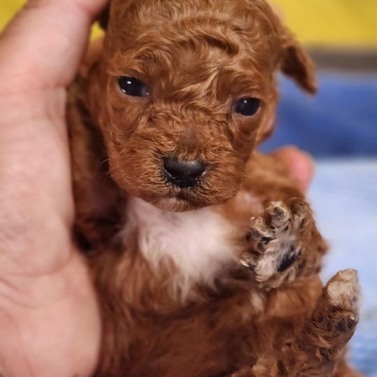 chiot Caniche fauve rouge B Élevage du Royaume des P'tits Loups  
