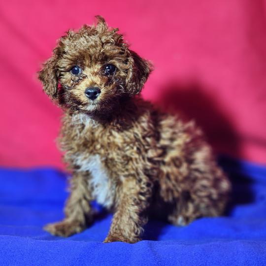 chiot Caniche fauve rouge Bibou Ancoride Élevage du Royaume des P'tits Loups  