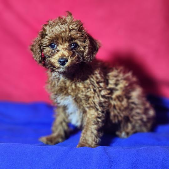 chiot Caniche fauve rouge Bibou Ancoride Élevage du Royaume des P'tits Loups  