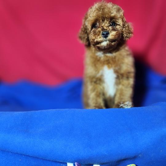 chiot Caniche fauve rouge Bibou Ancoride Élevage du Royaume des P'tits Loups  