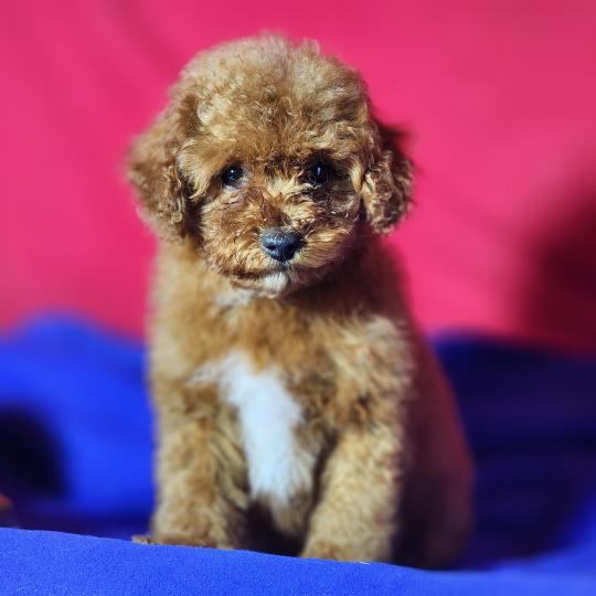 chiot Caniche fauve rouge Bibou Ancoride Élevage du Royaume des P'tits Loups  