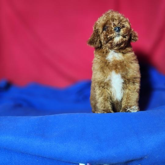 chiot Caniche fauve rouge Bibou Ancoride Élevage du Royaume des P'tits Loups  