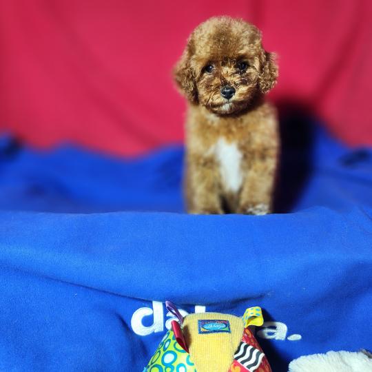 chiot Caniche fauve rouge Bibou Ancoride Élevage du Royaume des P'tits Loups  