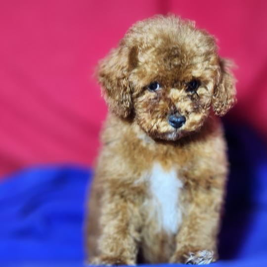 chiot Caniche fauve rouge Bibou Ancoride Élevage du Royaume des P'tits Loups  
