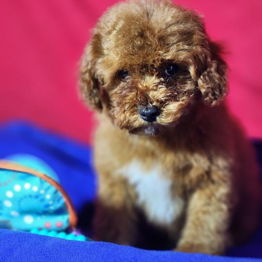 chiot Caniche fauve rouge Bibou Ancoride Élevage du Royaume des P'tits Loups  
