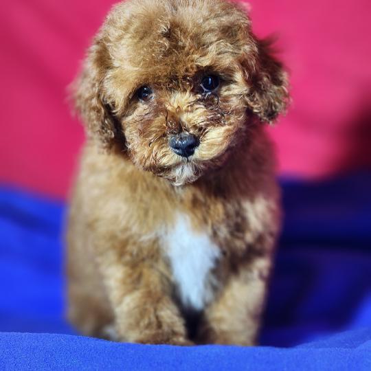 chiot Caniche fauve rouge Bibou Ancoride Élevage du Royaume des P'tits Loups  