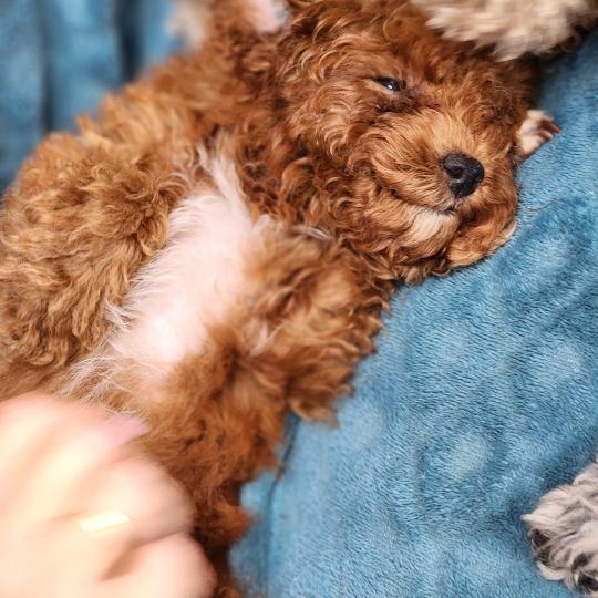 chiot Caniche fauve rouge Bibou Ancoride Élevage du Royaume des P'tits Loups  