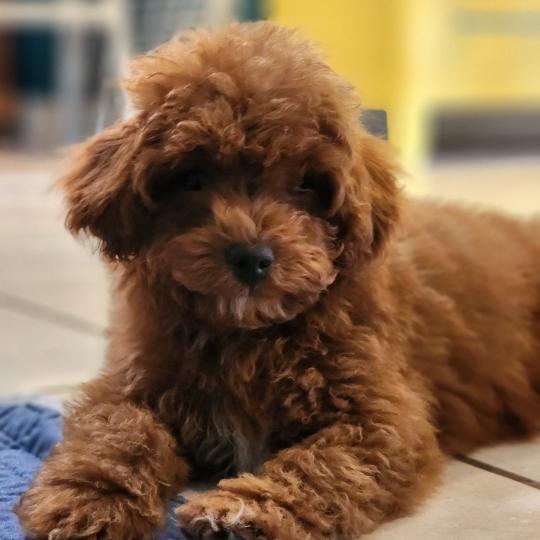 chiot Caniche fauve rouge Bibou Ancoride Élevage du Royaume des P'tits Loups  