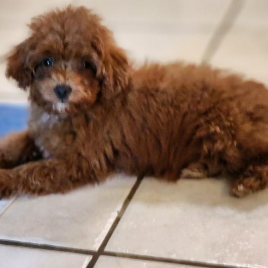 chiot Caniche fauve rouge Bibou Ancoride Élevage du Royaume des P'tits Loups  