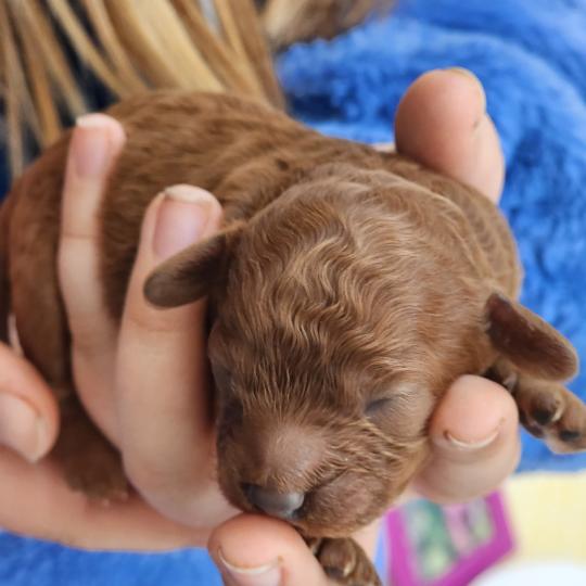 chiot Caniche fauve rouge Biscuit Élevage du Royaume des P'tits Loups  