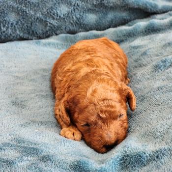 Biscuit Mâle Caniche