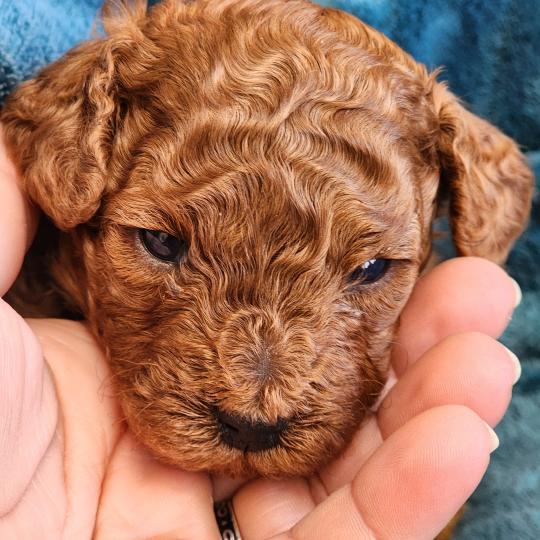 chiot Caniche fauve rouge Biscuit Élevage du Royaume des P'tits Loups  