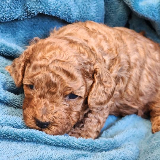 chiot Caniche fauve rouge Biscuit Élevage du Royaume des P'tits Loups  