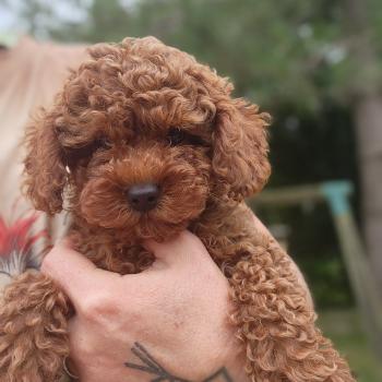 Baileys Ancoride (réserver pour Mr Sofiane en Seine et Marne) Mâle Caniche