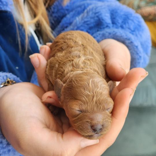 chiot Caniche fauve rouge Barbie Élevage du Royaume des P'tits Loups  