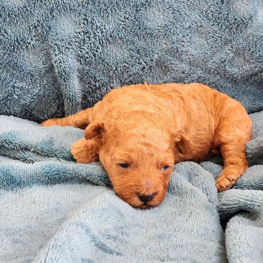 chiot Caniche fauve rouge Barbie Élevage du Royaume des P'tits Loups  