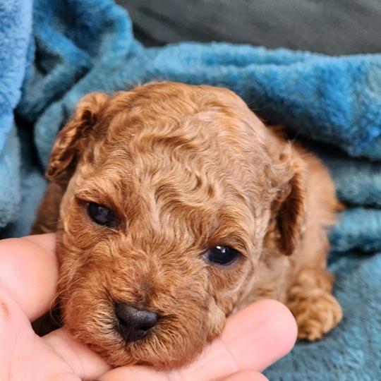 chiot Caniche fauve rouge Barbie Élevage du Royaume des P'tits Loups  