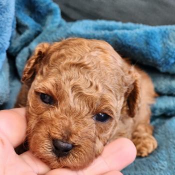 Barbie Femelle Caniche