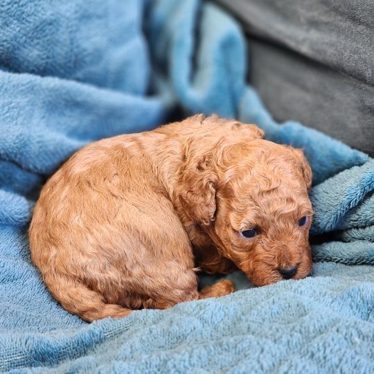 chiot Caniche fauve rouge Barbie Élevage du Royaume des P'tits Loups  