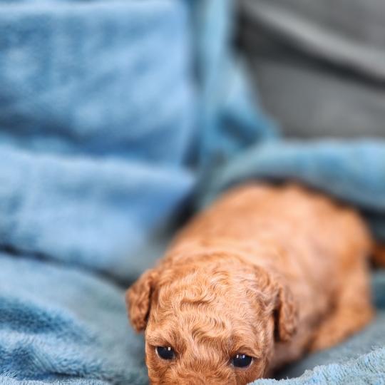 chiot Caniche fauve rouge Barbie Élevage du Royaume des P'tits Loups  