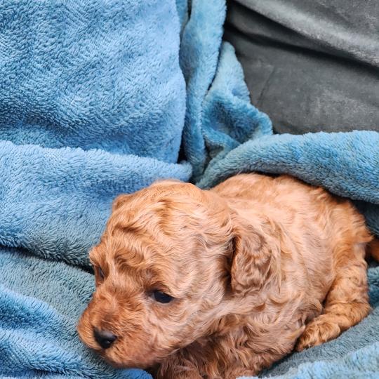 chiot Caniche fauve rouge Barbie Élevage du Royaume des P'tits Loups  
