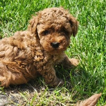 Barbie Femelle Caniche