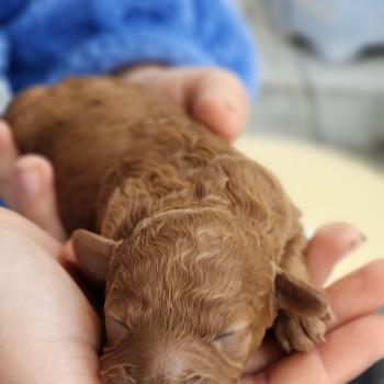 Brioche Femelle Caniche