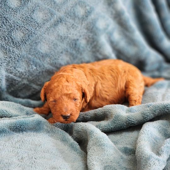 chiot Caniche fauve rouge Brioche Élevage du Royaume des P'tits Loups  