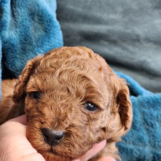 chiot Caniche fauve rouge Brioche Élevage du Royaume des P'tits Loups  