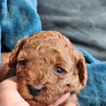 Brioche Femelle Caniche