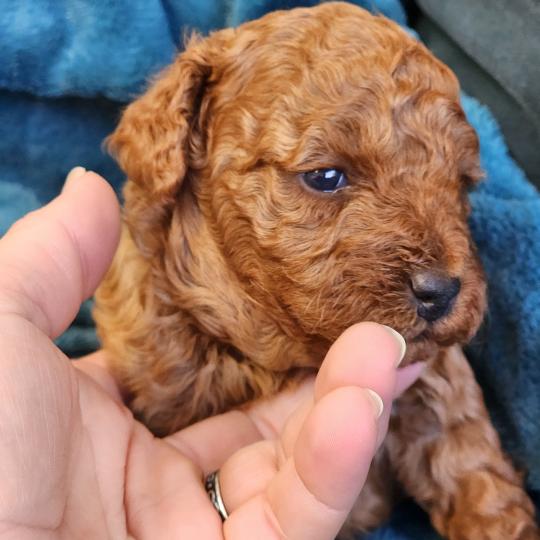 chiot Caniche fauve rouge Brioche Élevage du Royaume des P'tits Loups  