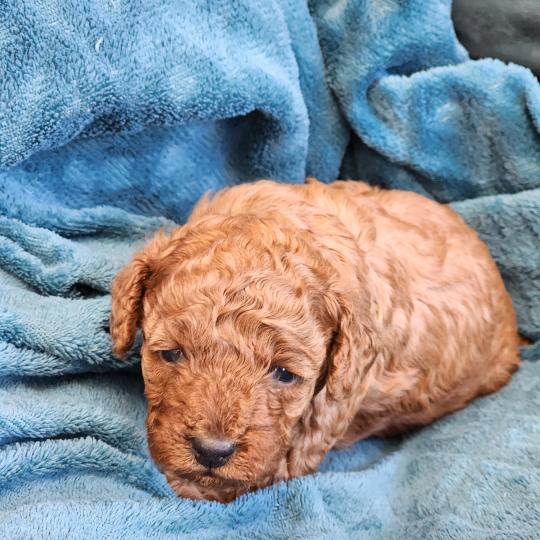 chiot Caniche fauve rouge Brioche Élevage du Royaume des P'tits Loups  