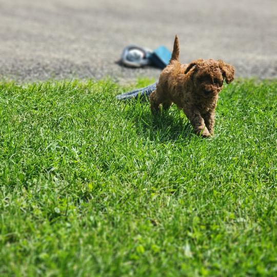 chiot Caniche fauve rouge Brioche Élevage du Royaume des P'tits Loups  