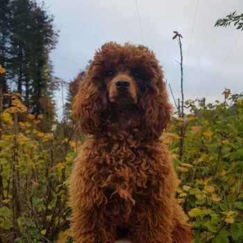 Sky of paradise (ancoride) Femelle Caniche