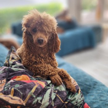 Vick de la chamade Mâle Caniche